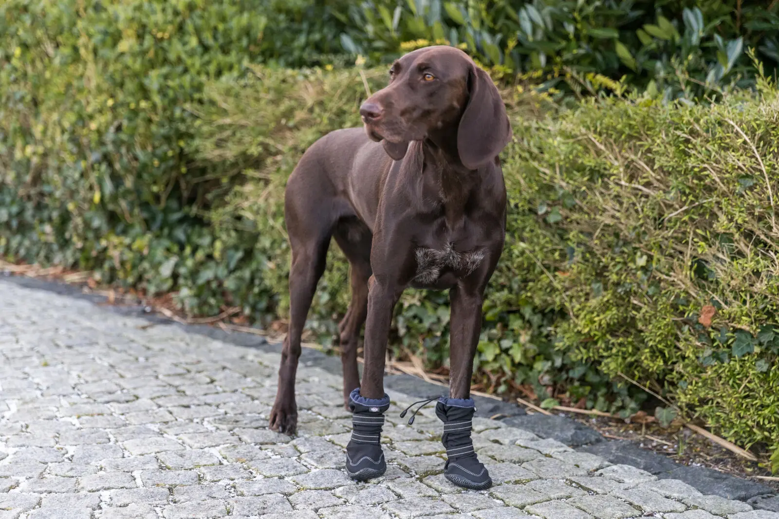 Paw Protection Walker Active Long