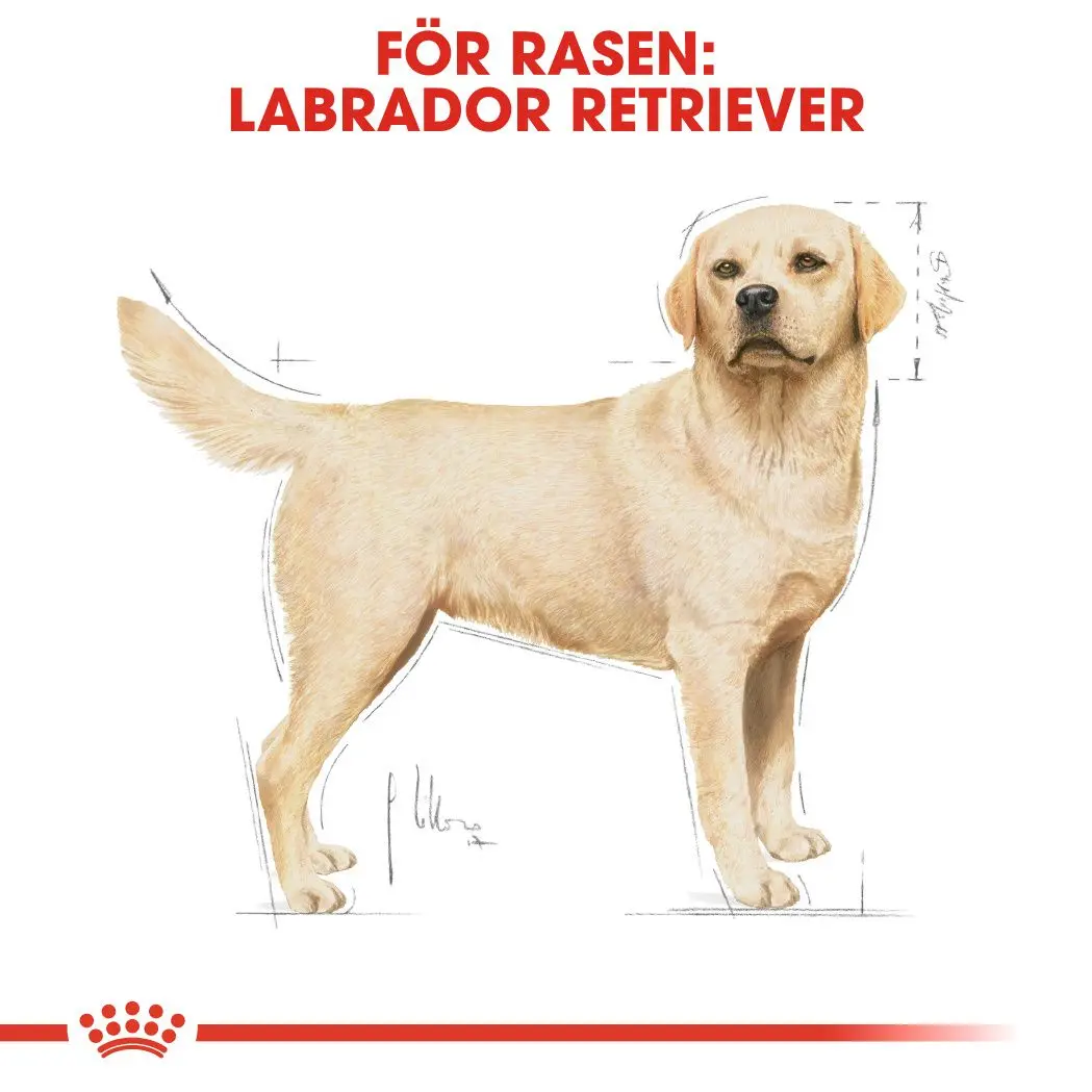 Labradorinnoutaja Aikuisten kuivaruoka koirille