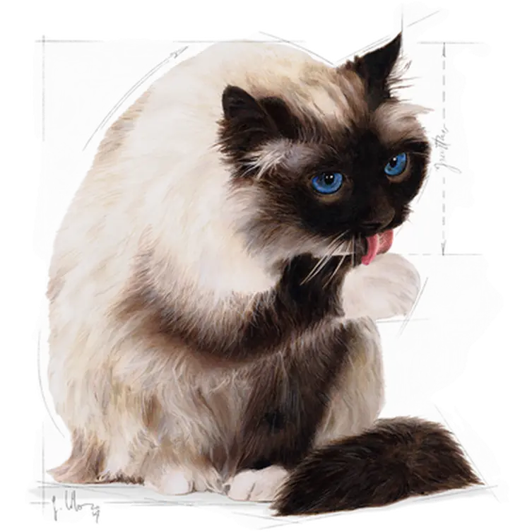 Hairball Care Adult kissan kuivaruoka