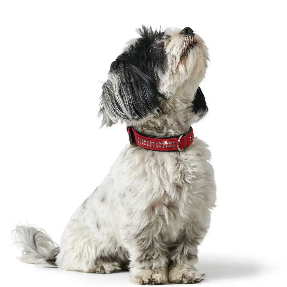 Hundhalsband Softie Deluxe Svart