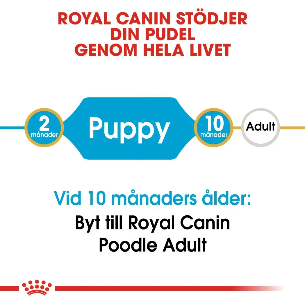Poodle Puppy Kuivaruoka pennuille