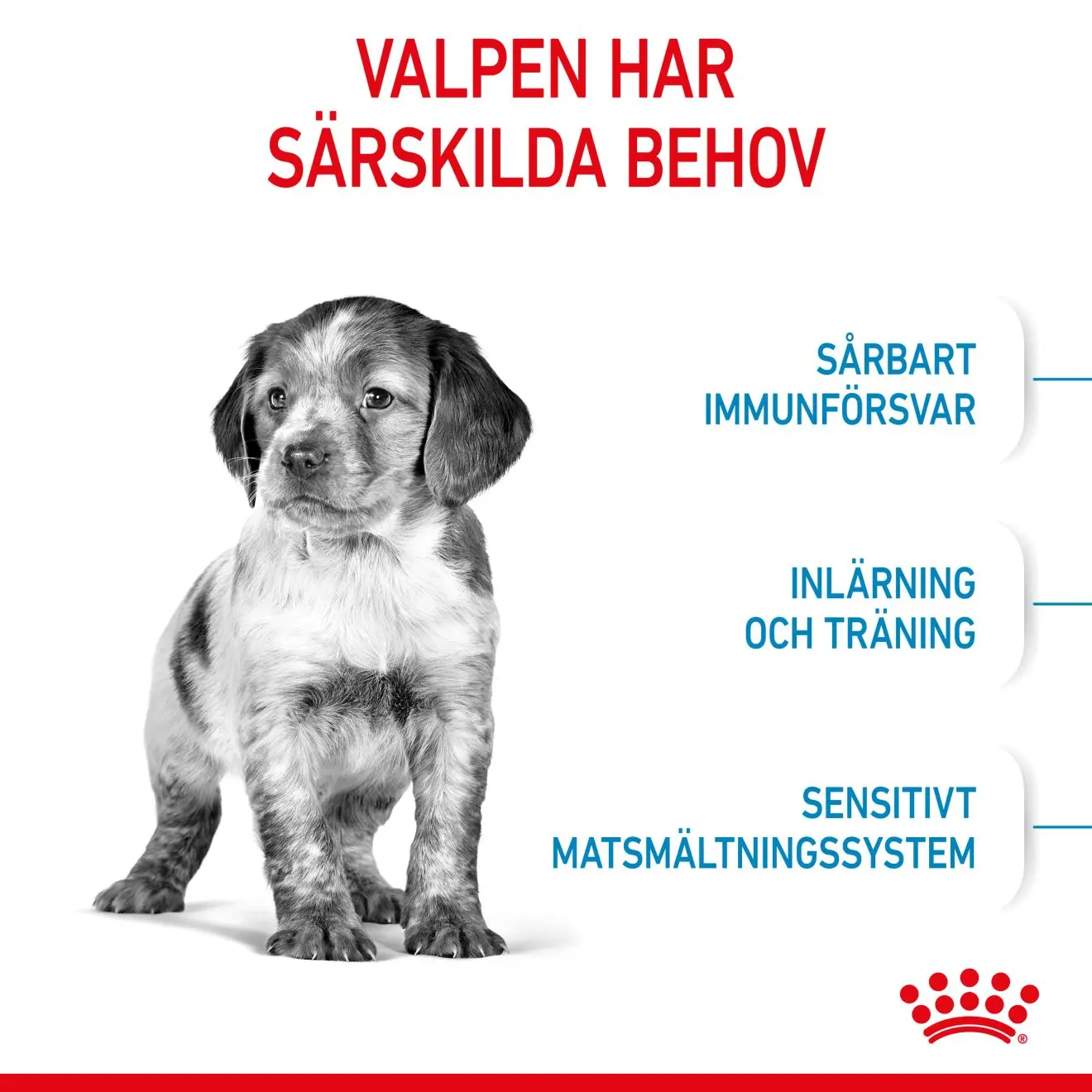 Medium Puppy Kuivaruoka pennuille