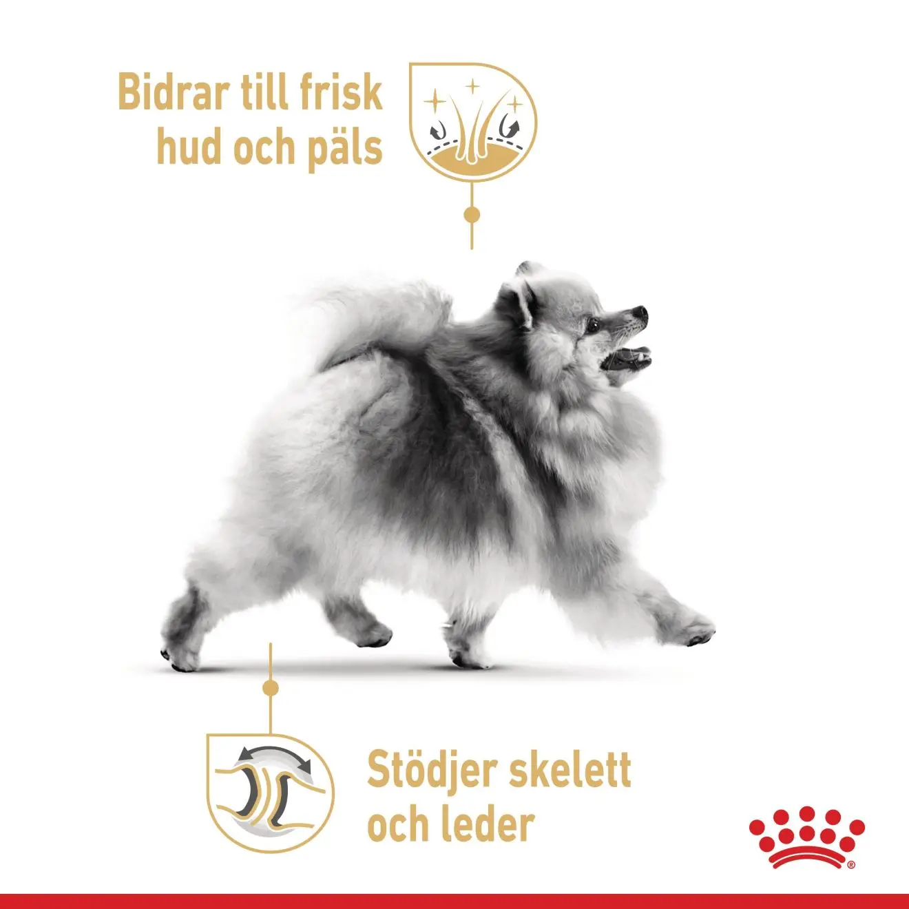 Pomeranian Adult Dry food koirille