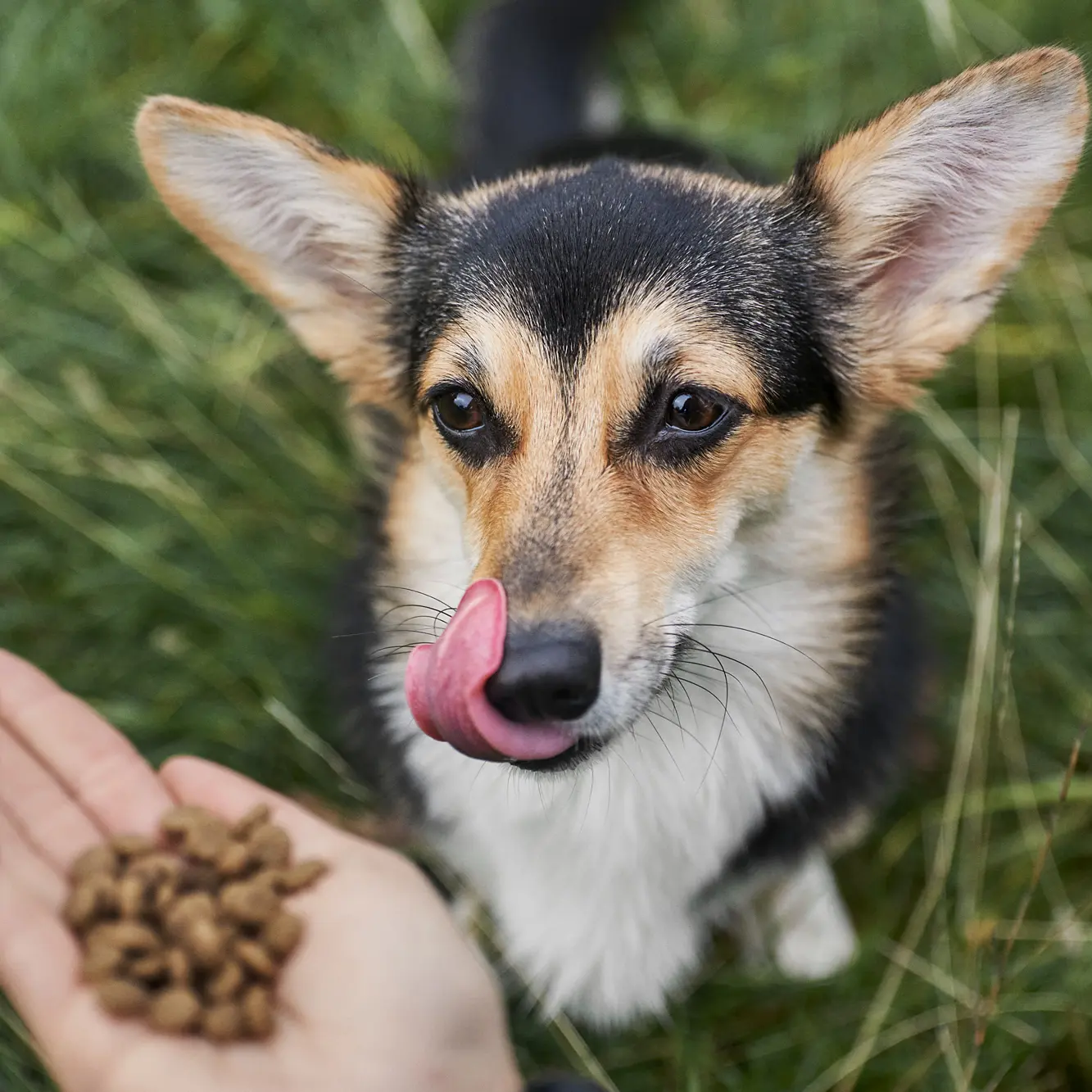 Petgood Hyönteispohjainen premium-ruoka aikuisille koirille