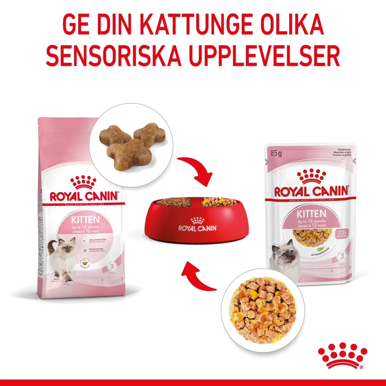 Kitten Jelly kissanpennun märkäruoka