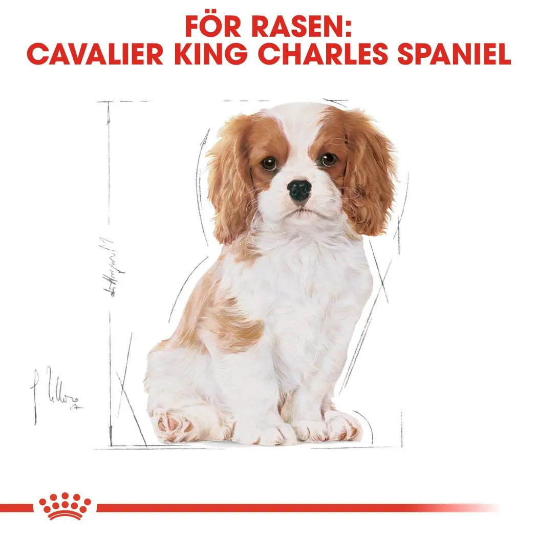 Cavalier King Charles Puppy Kuivaruoka pennuille