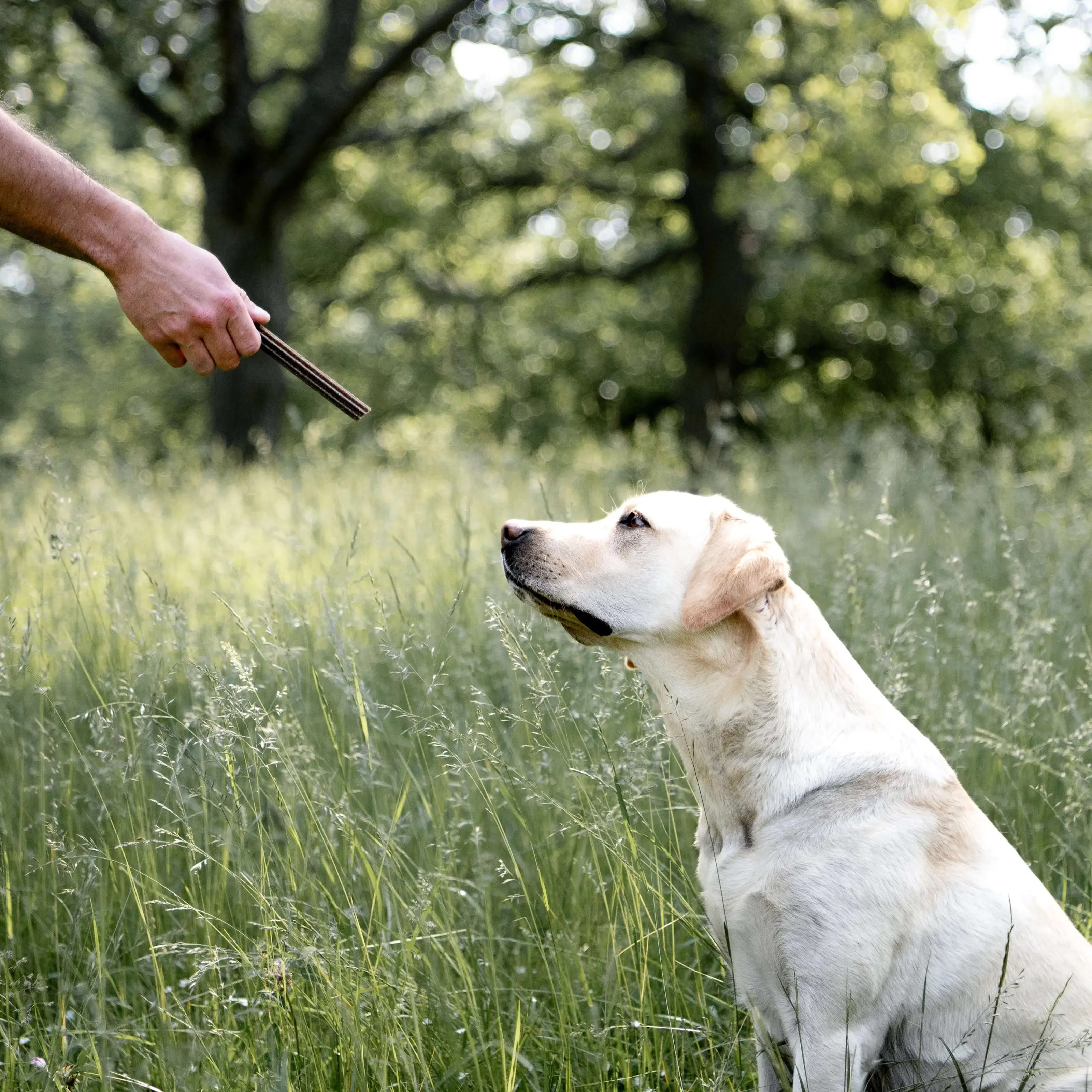 Petgood Insektsbaserade Dental Sticks