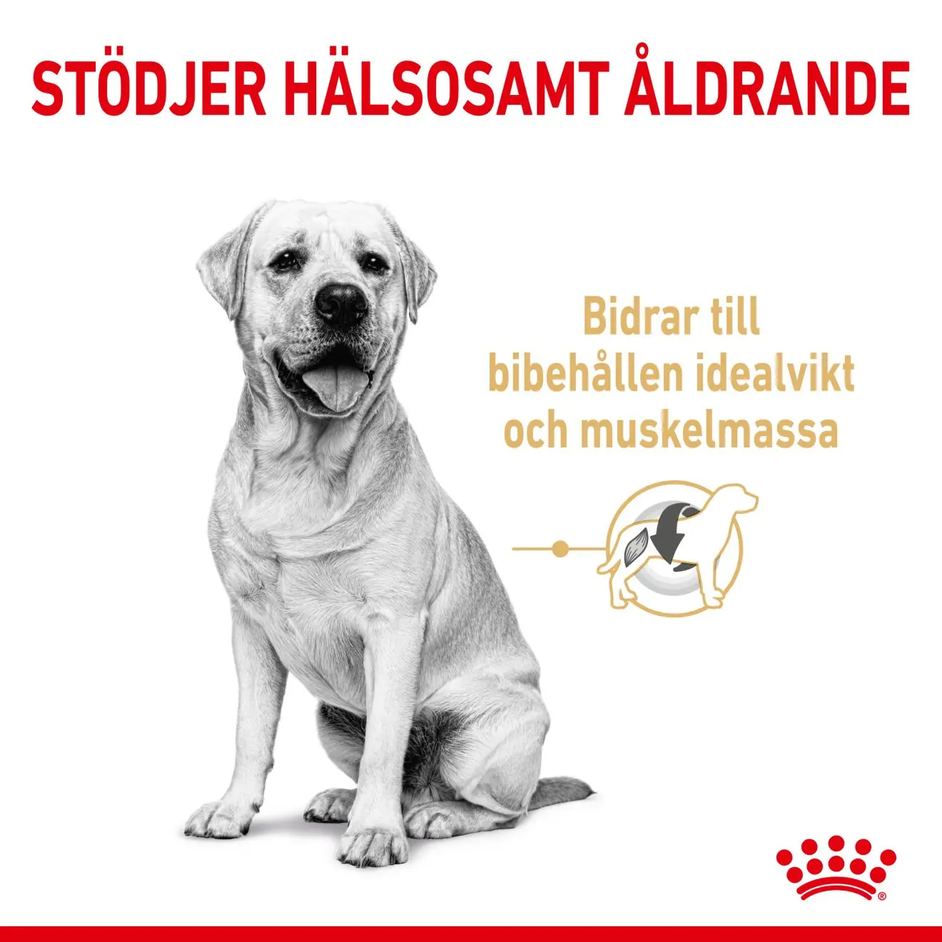Labradorinnoutaja Adult 5+ kuivaruoka