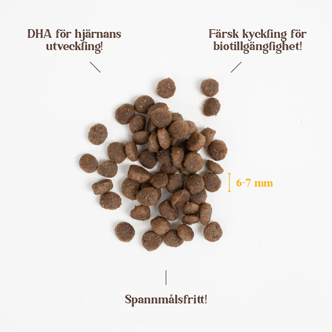 Kitten Grain Free Chicken - kissanruoka - kissanruoka