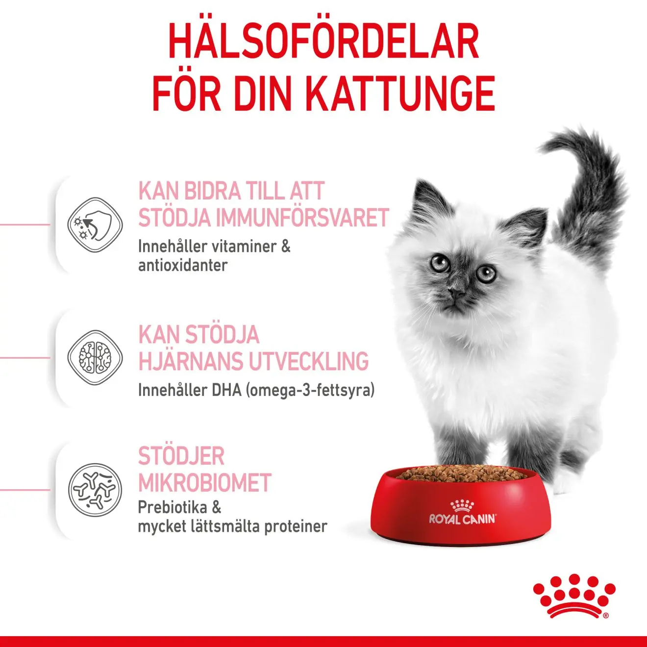 Kitten kissanpennun kuivaruoka