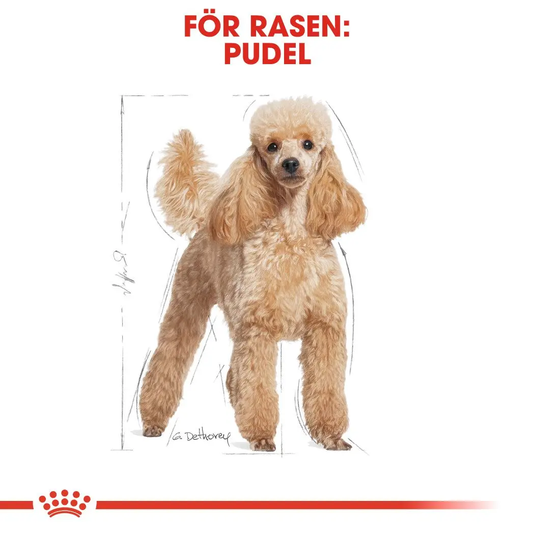 Poodle Adult Dry food koirille