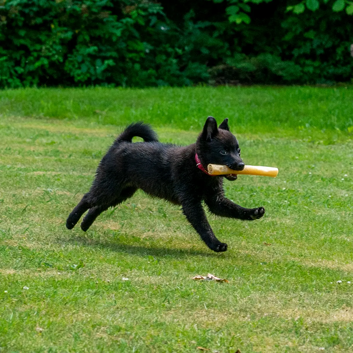 Hund som drar i valpen Valp