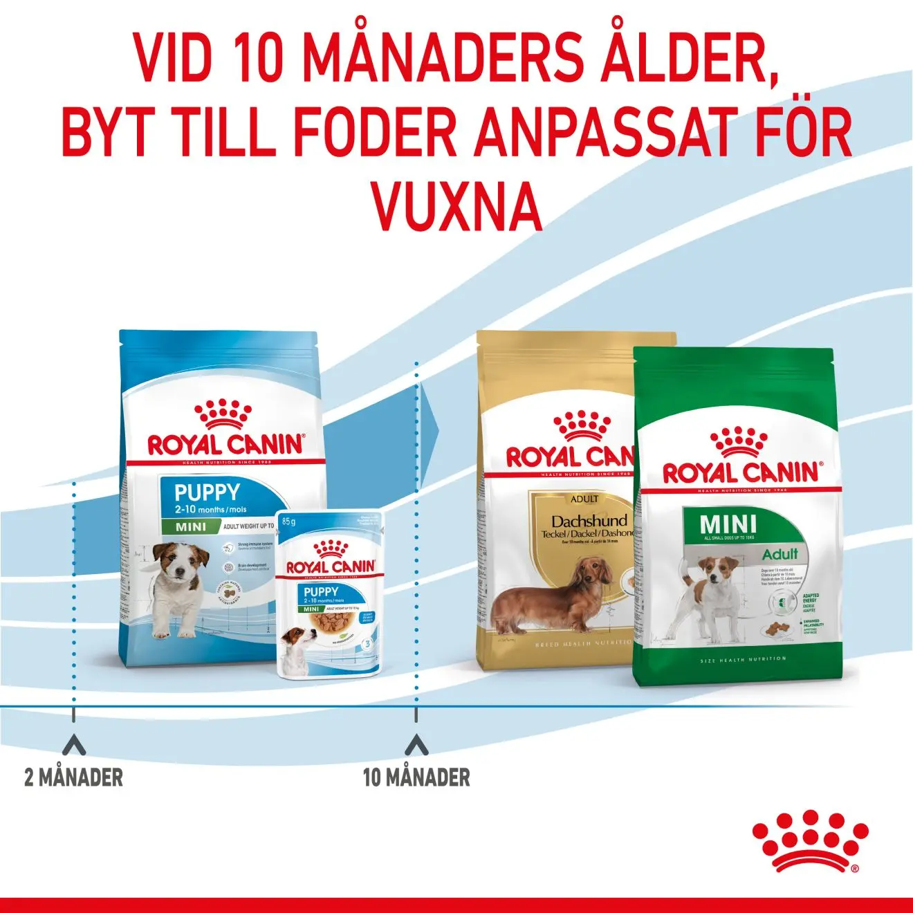 Mini Puppy Torrfoder för hundvalp