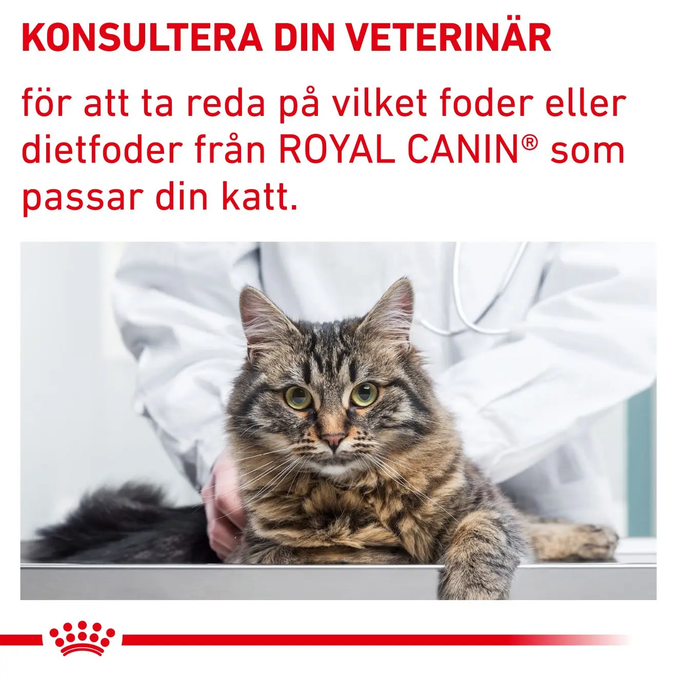 Terveydenhuolto Kastroidut tasapaino