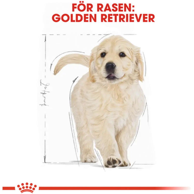 Golden Retriever Puppy Kuivaruoka pennuille