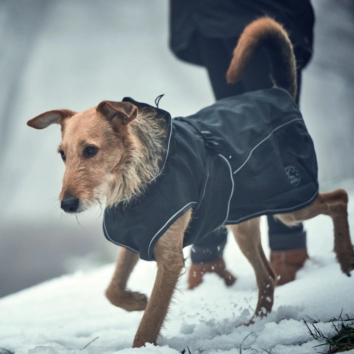 Dog Coat Uppsala Softshell