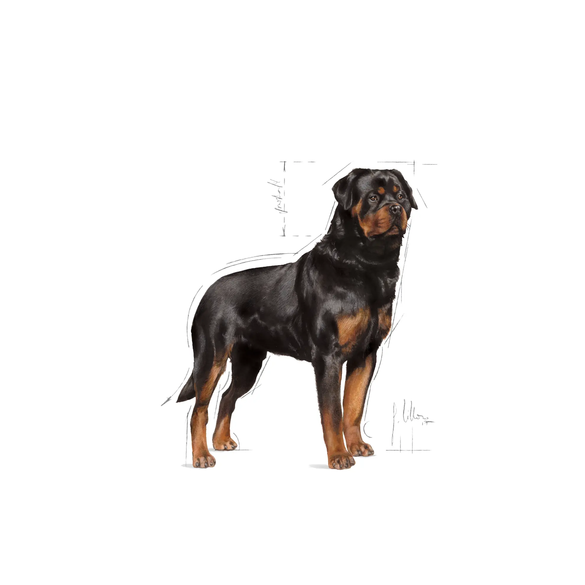 Rottweiler Adult Dry food koirille
