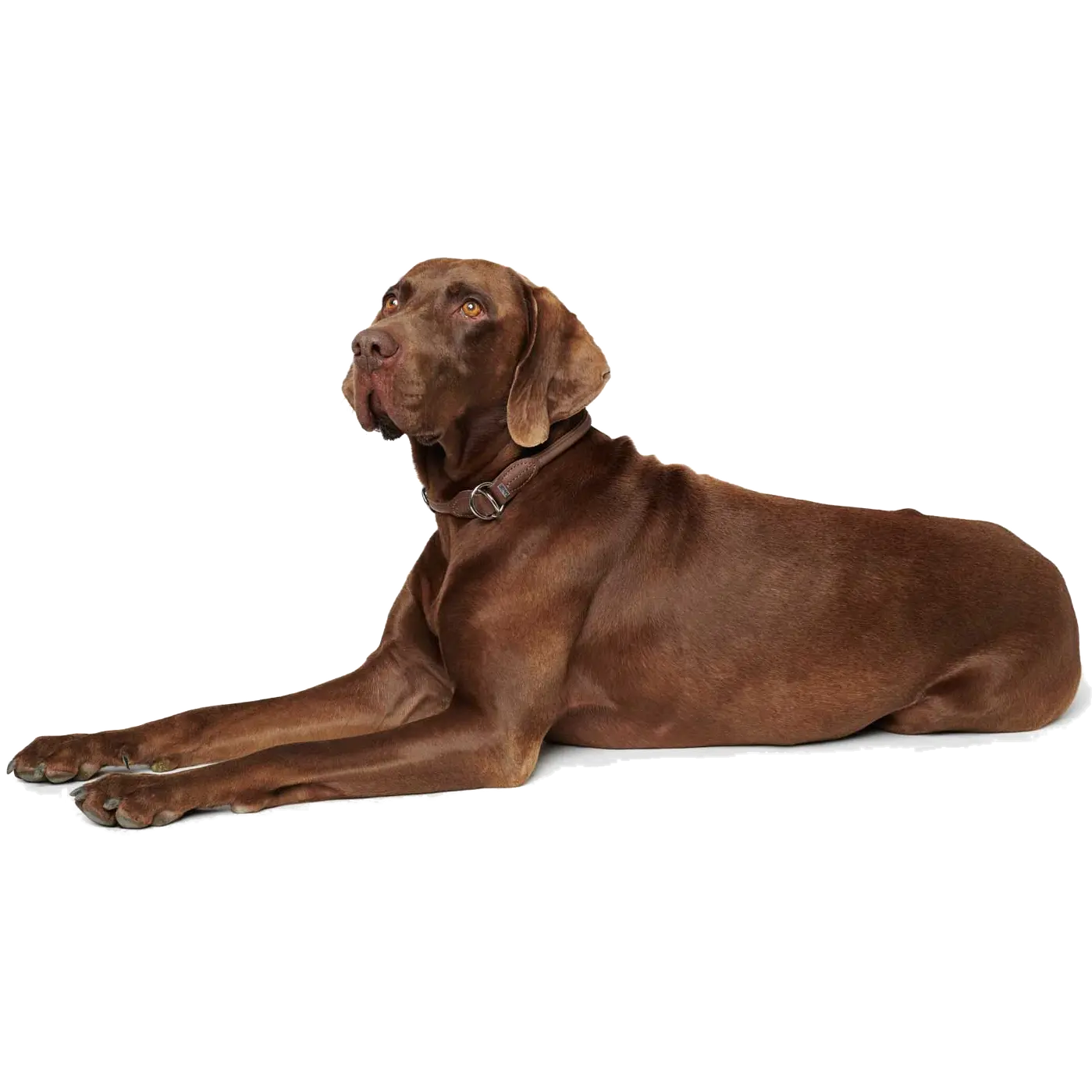 Hundhalsband Ställbart Round & Soft Halvstryp Brun
