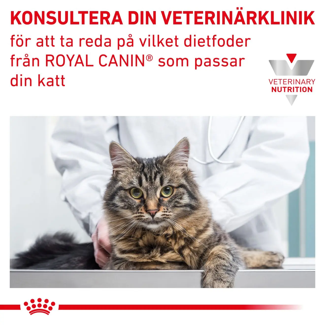 Gastro Intestinal Kitten kissan kuivaruoka