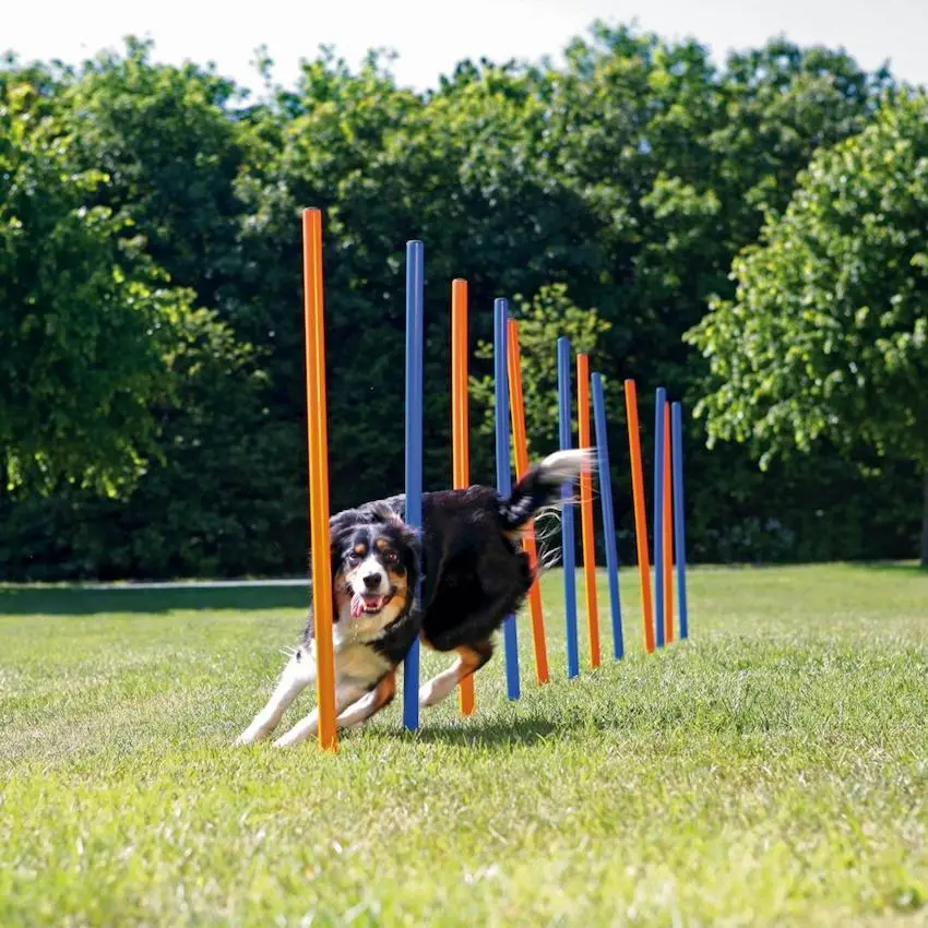 Koira Activity Agility Slalom Sininen 12-pakkaus