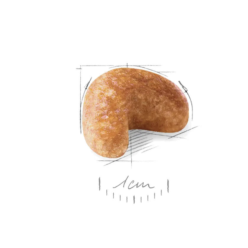 Cocker Spaniel Adult Dry food koirille