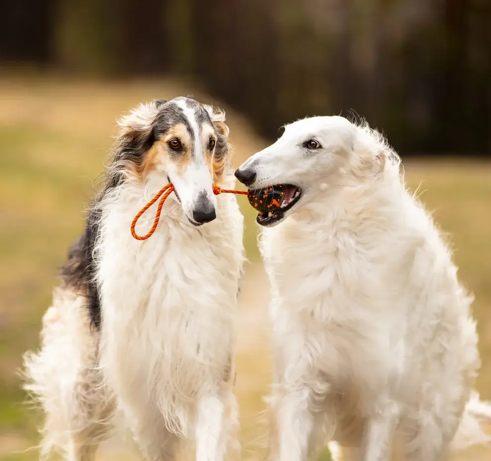 Dog ball on rope