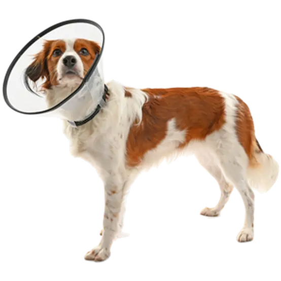 Comfort Collar