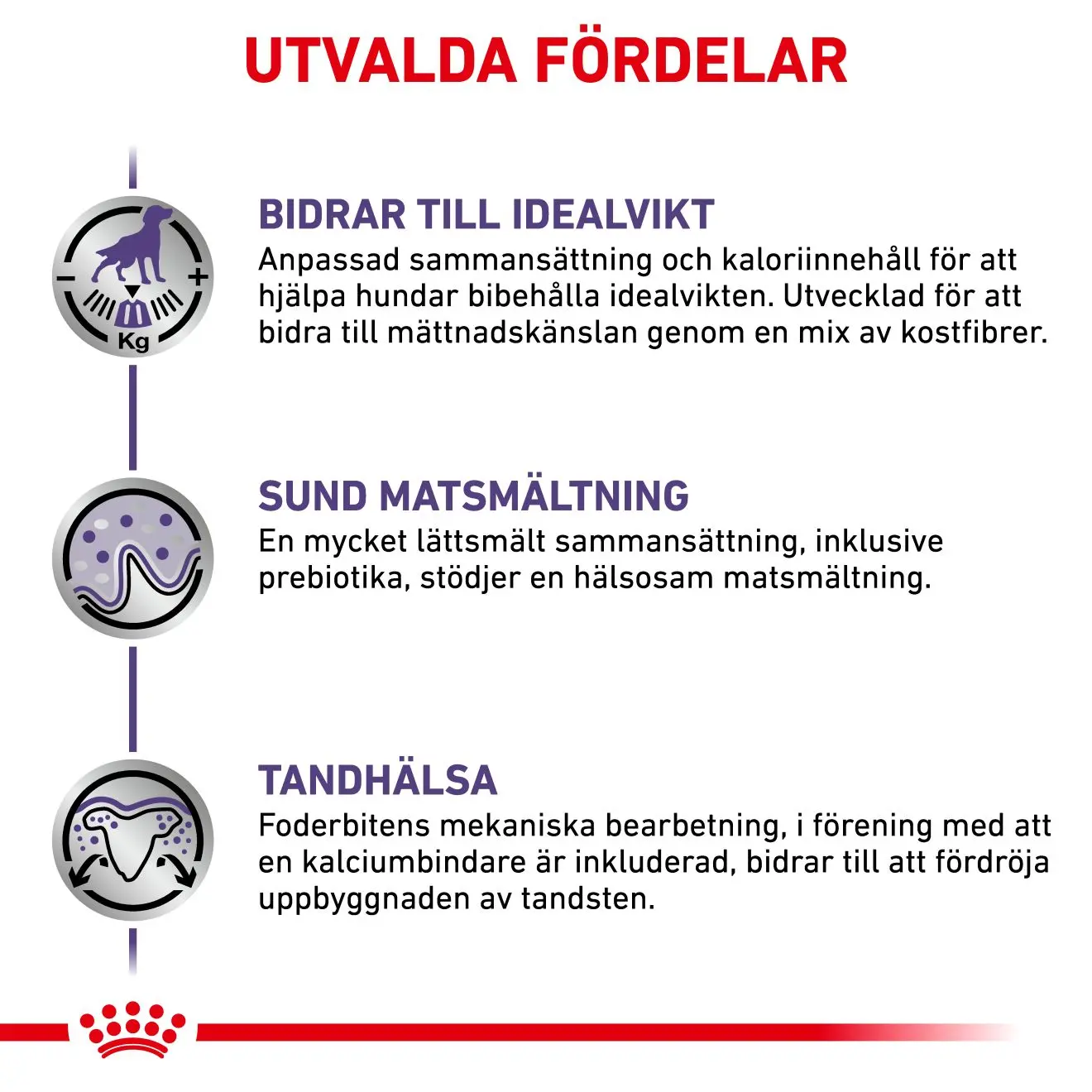 Kastroitu aikuinen pieni koira Kuivaruoka koirille