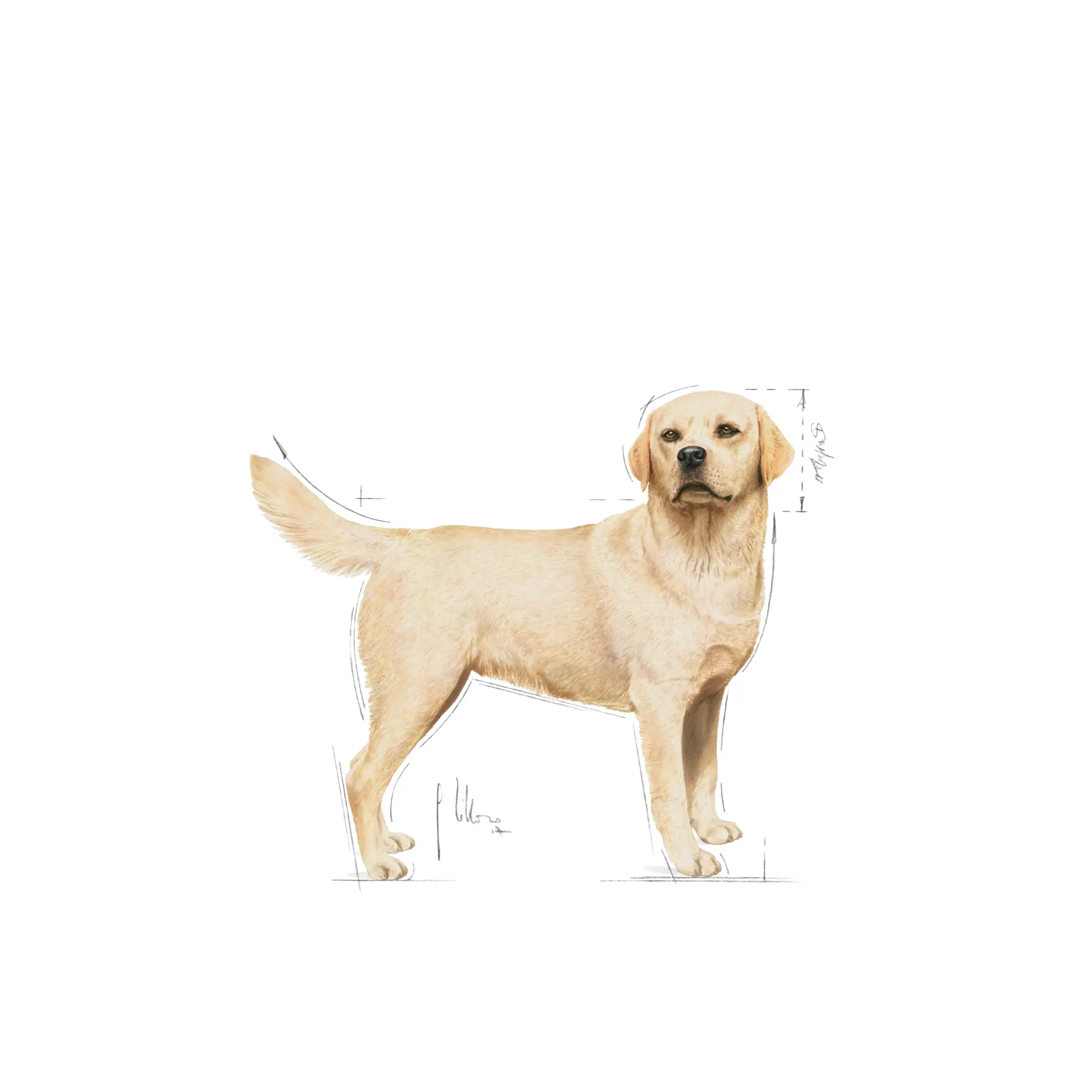 Labradorinnoutaja Aikuisten kuivaruoka koirille
