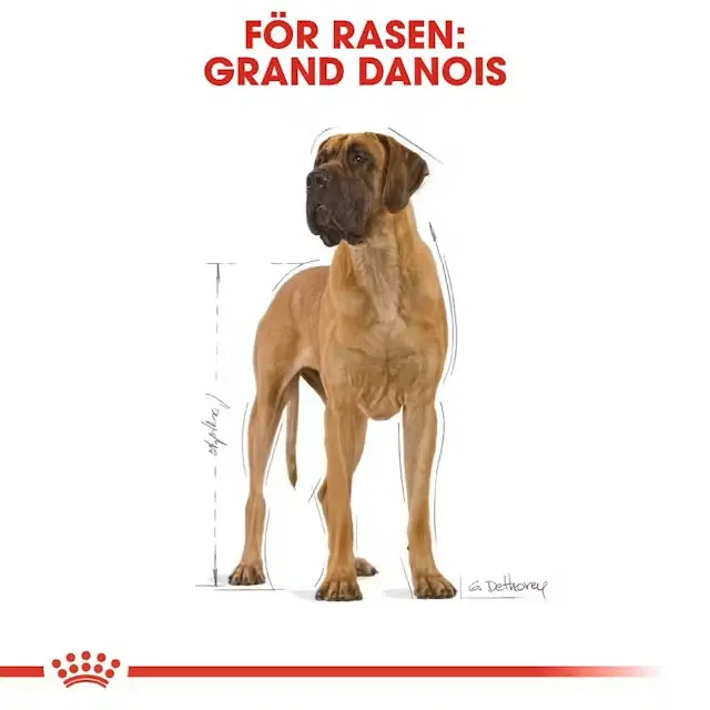 Royal Canin Great Dane Adult – torrfoder för vuxna grand danois