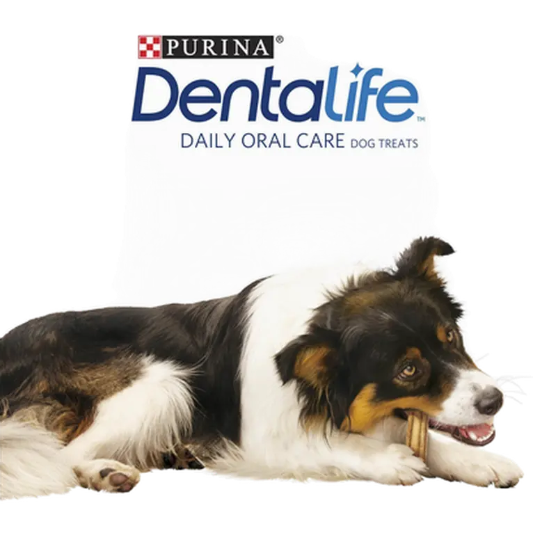 Purina DentaLife -purut, päivittäinen suunhoito