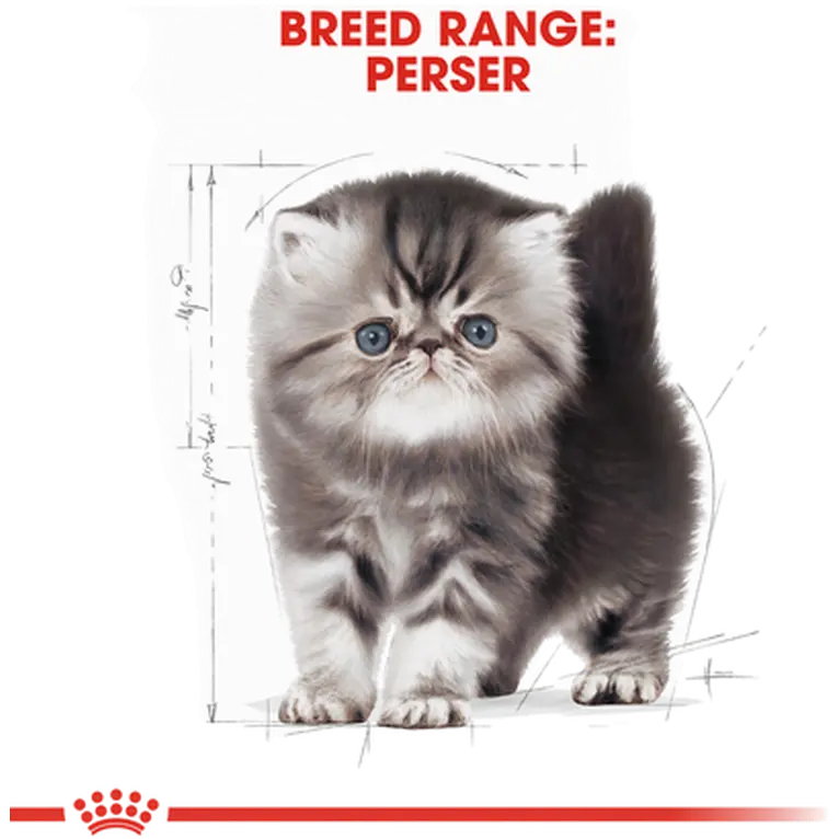 Persian Kitten kissanpennun kuivaruoka