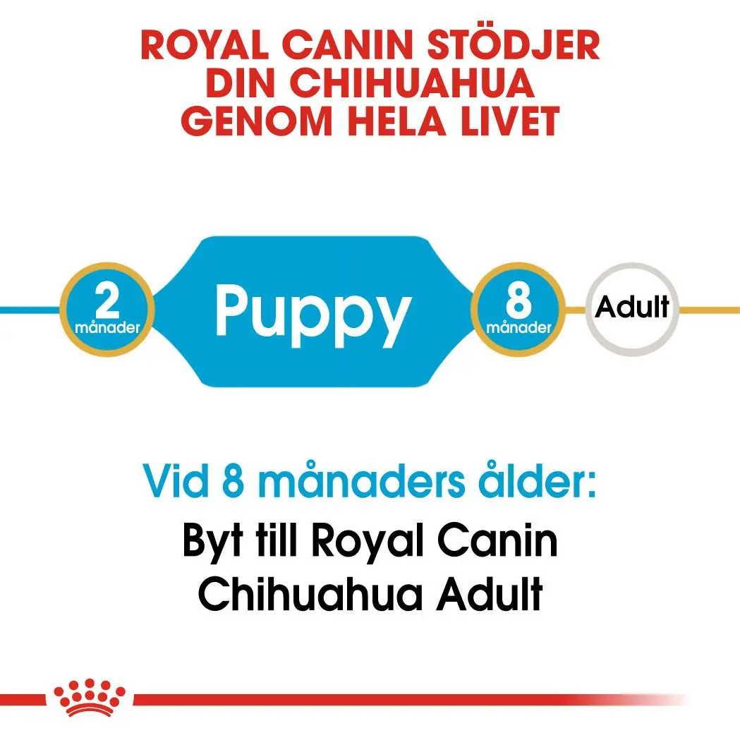 Chihuahua Puppy Kuivaruoka pennuille