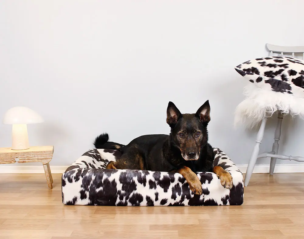 Kannet Premium Cow kuviollinen