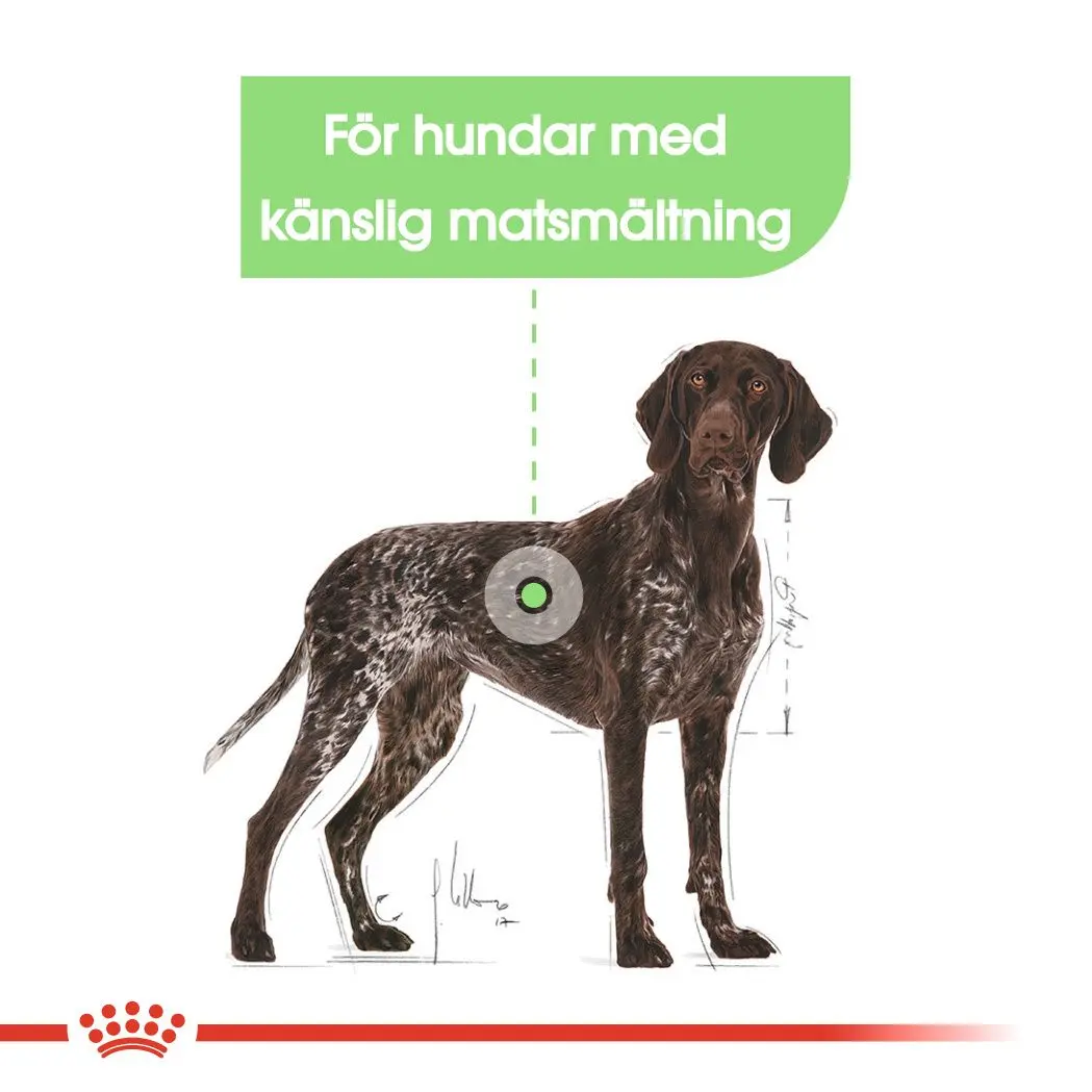 Digestive Care Adult Maxi kuivaruoka koirille