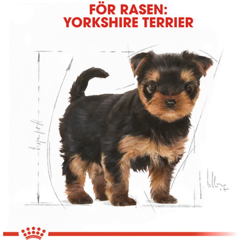 Rotu Yorkshire Terrier Puppy Kuivaruoka pennulle