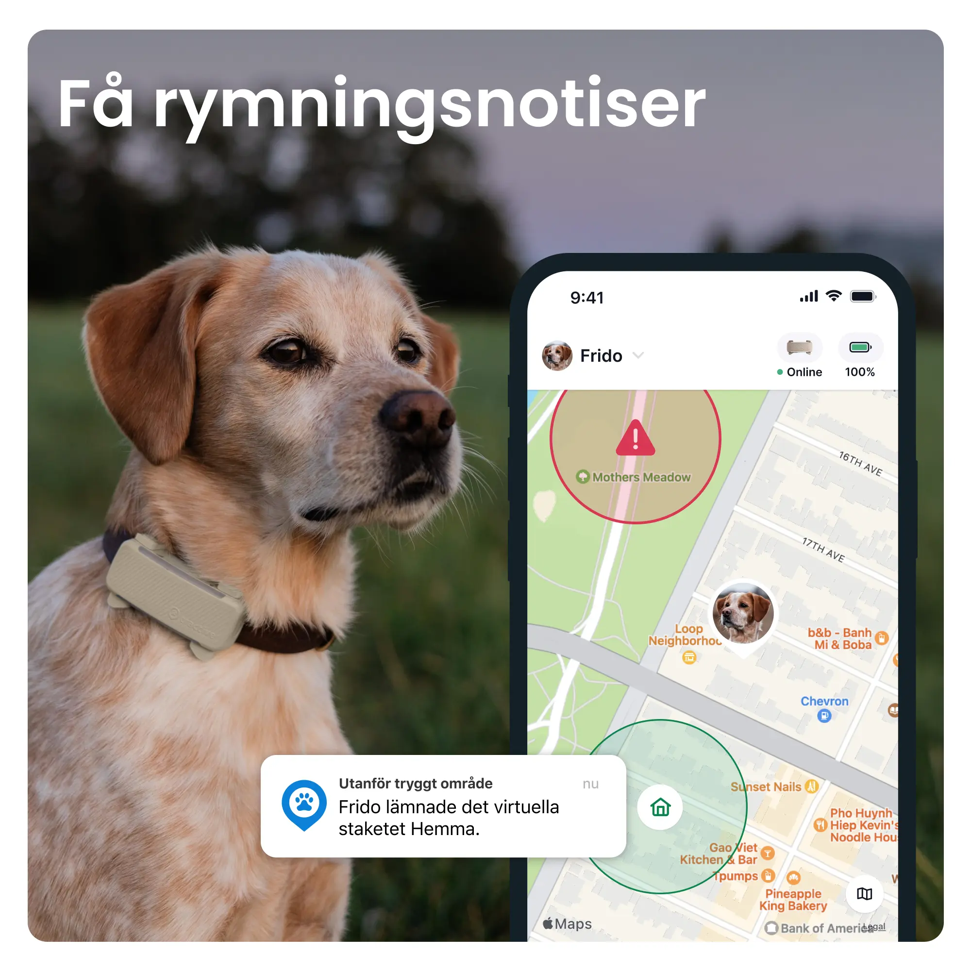 GPS-paikannin koiralle Koira 6 - ruskea