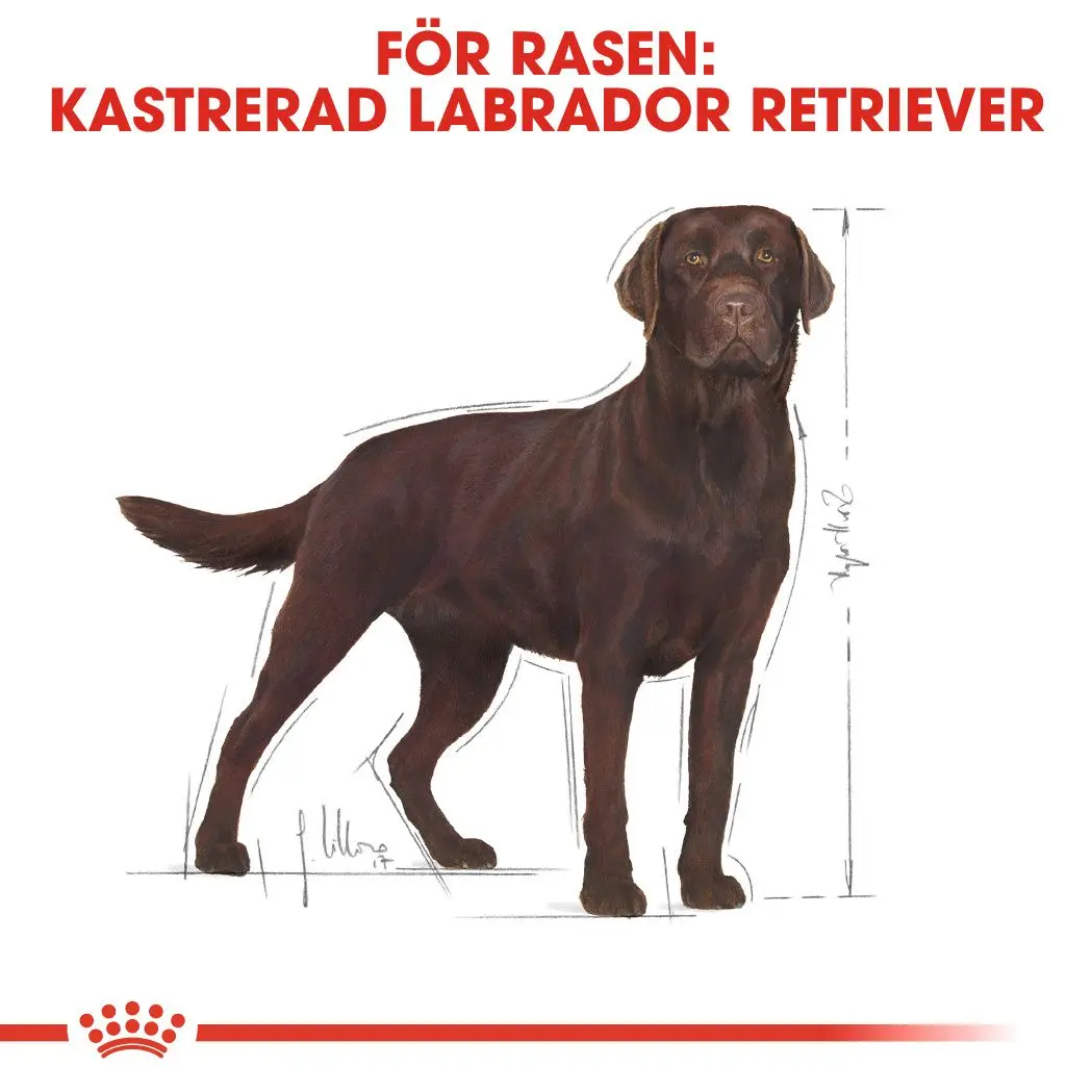 Labradorinnoutaja steriloitu aikuisten kuivaruoka