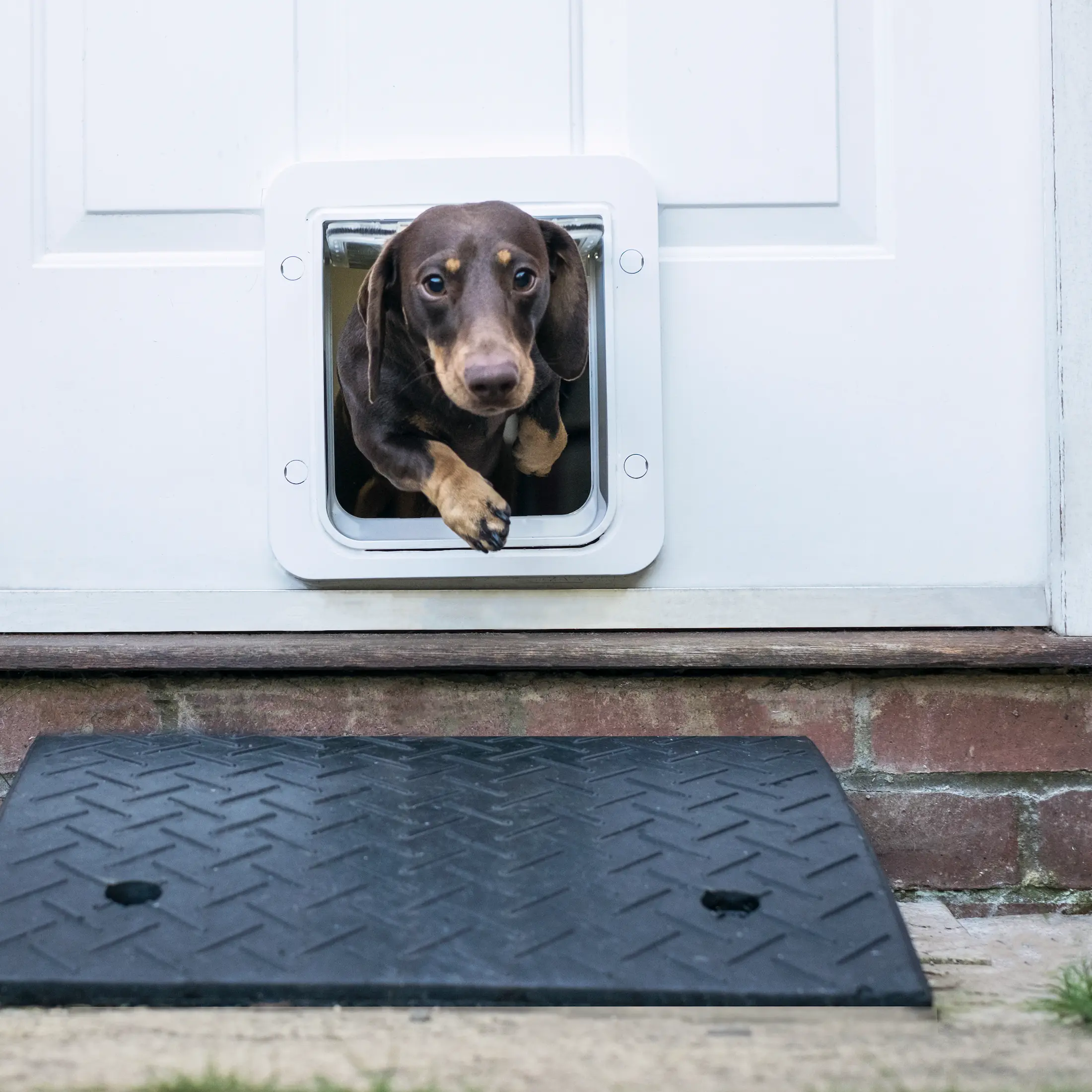 Microchip Pet Door Connect