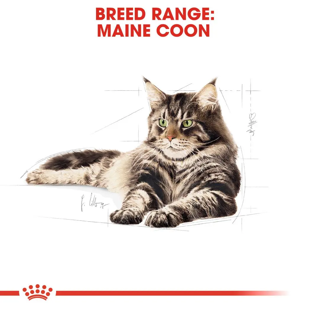 Maine Coon Adult kissan kuivaruoka