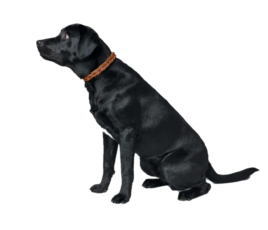Hundhalsband Solid Education Cord Orange/Mörkbrun