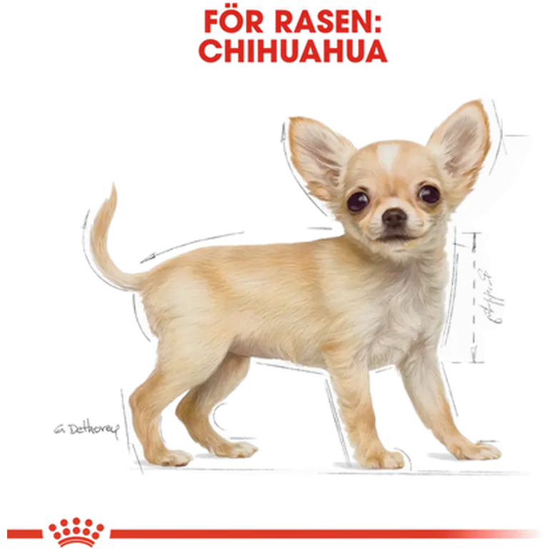 Chihuahua Puppy Kuivaruoka pennuille