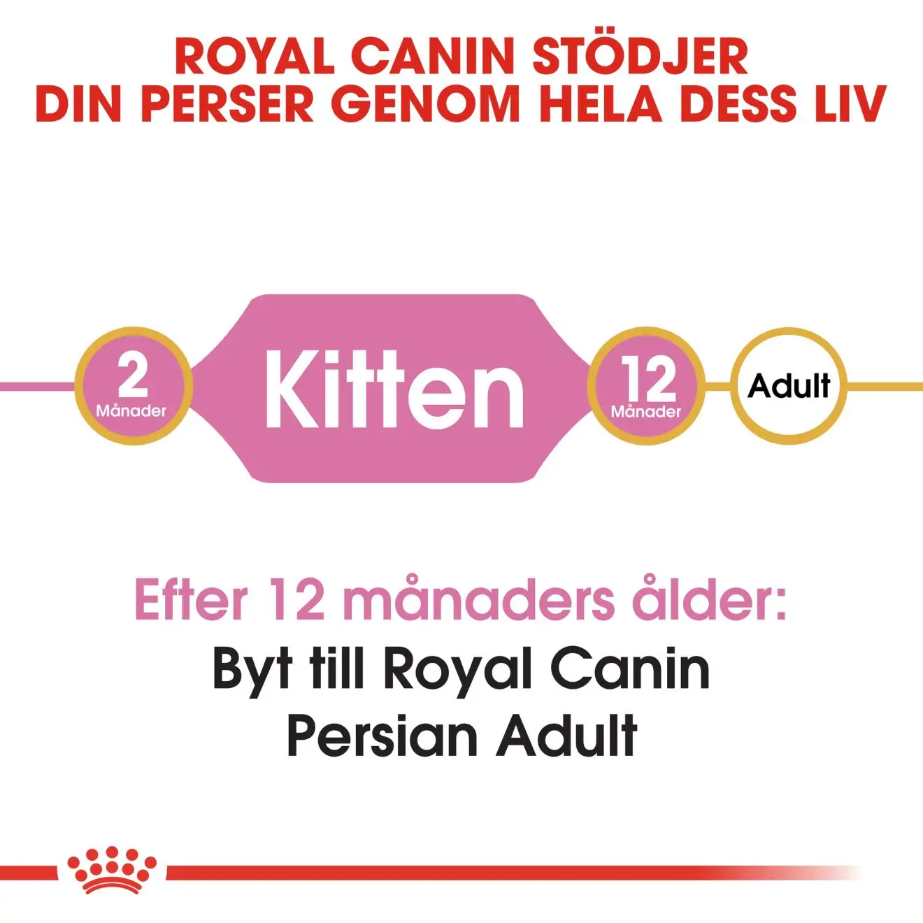 Persian Kitten kissanpennun kuivaruoka