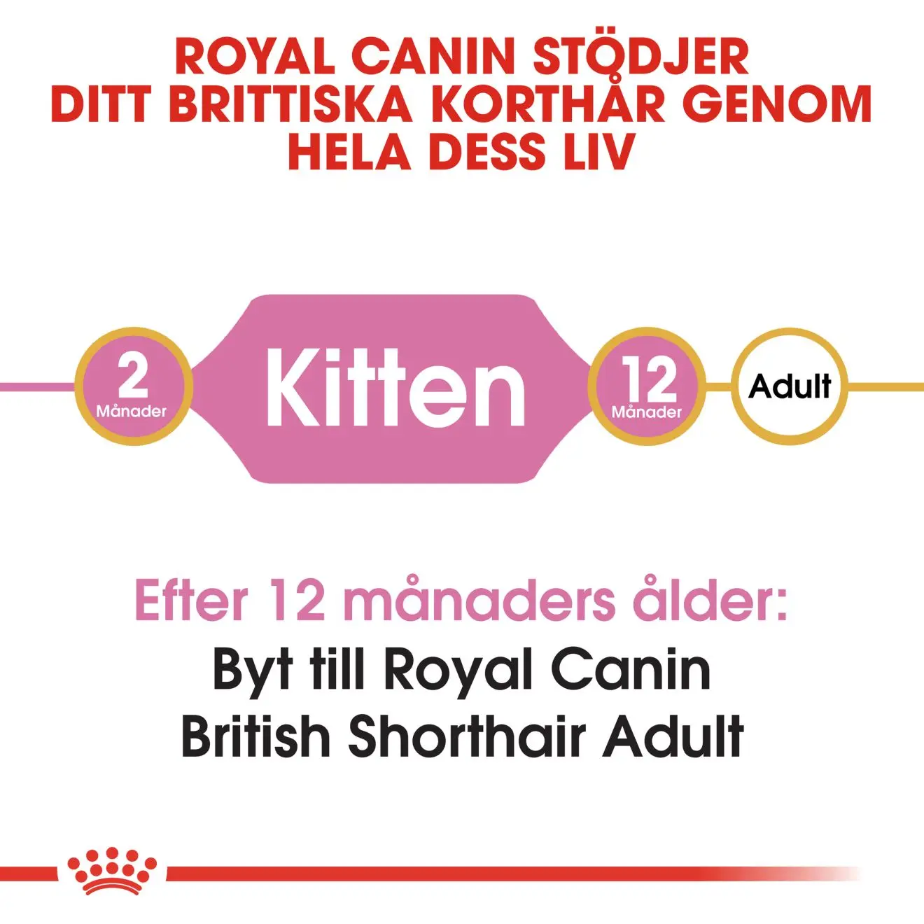 British Shorthair Kitten kissanpennun kuivaruoka