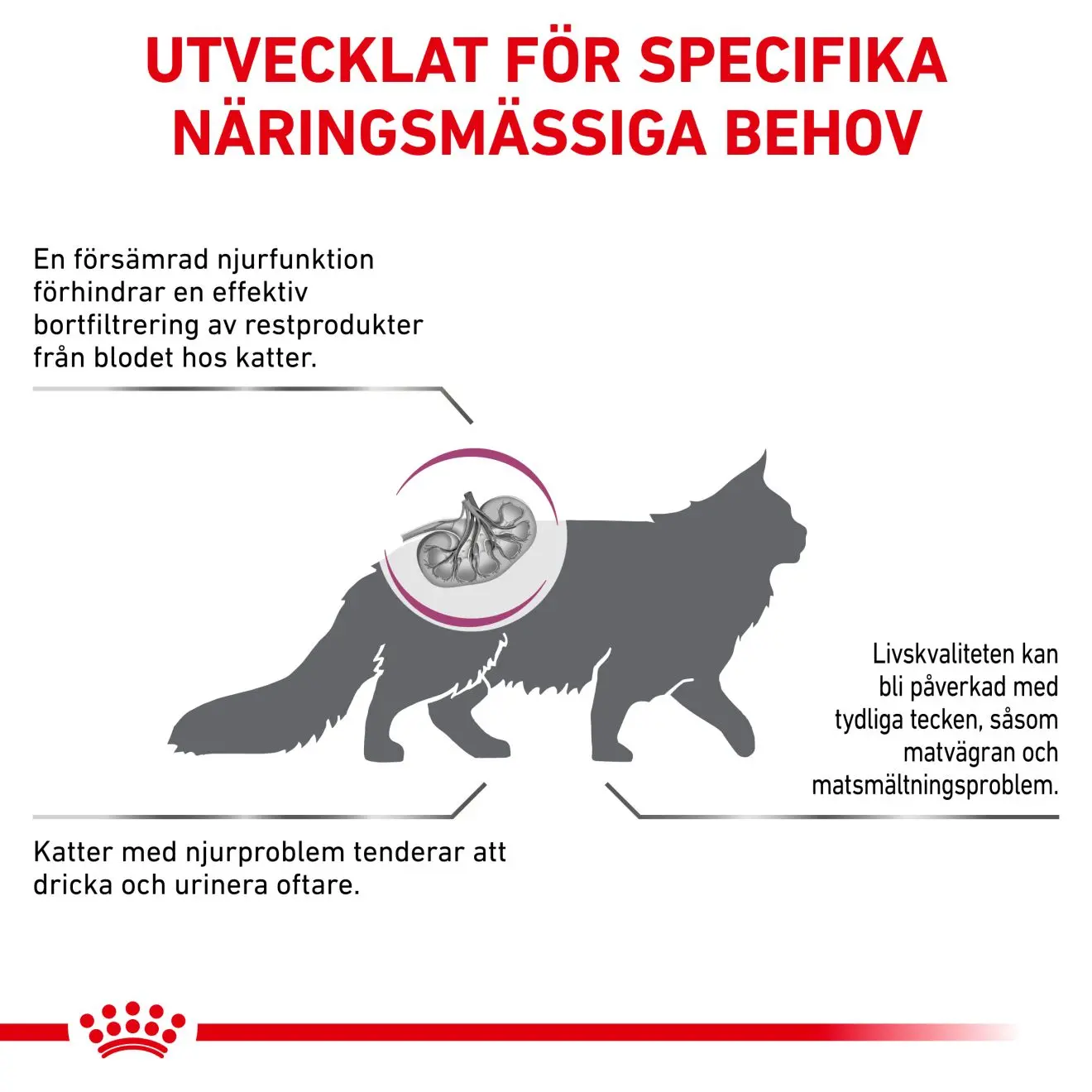 Renal Torrfoder för katt