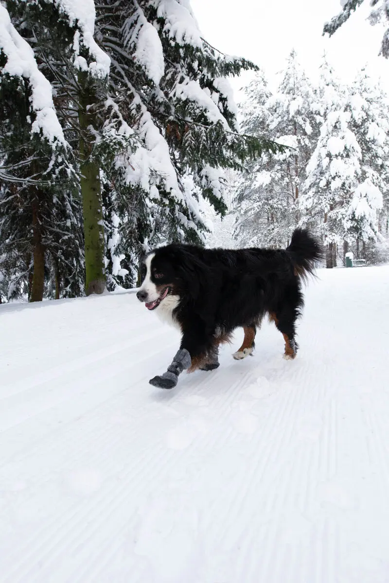 Hundsko Halla Lux 2-Pack