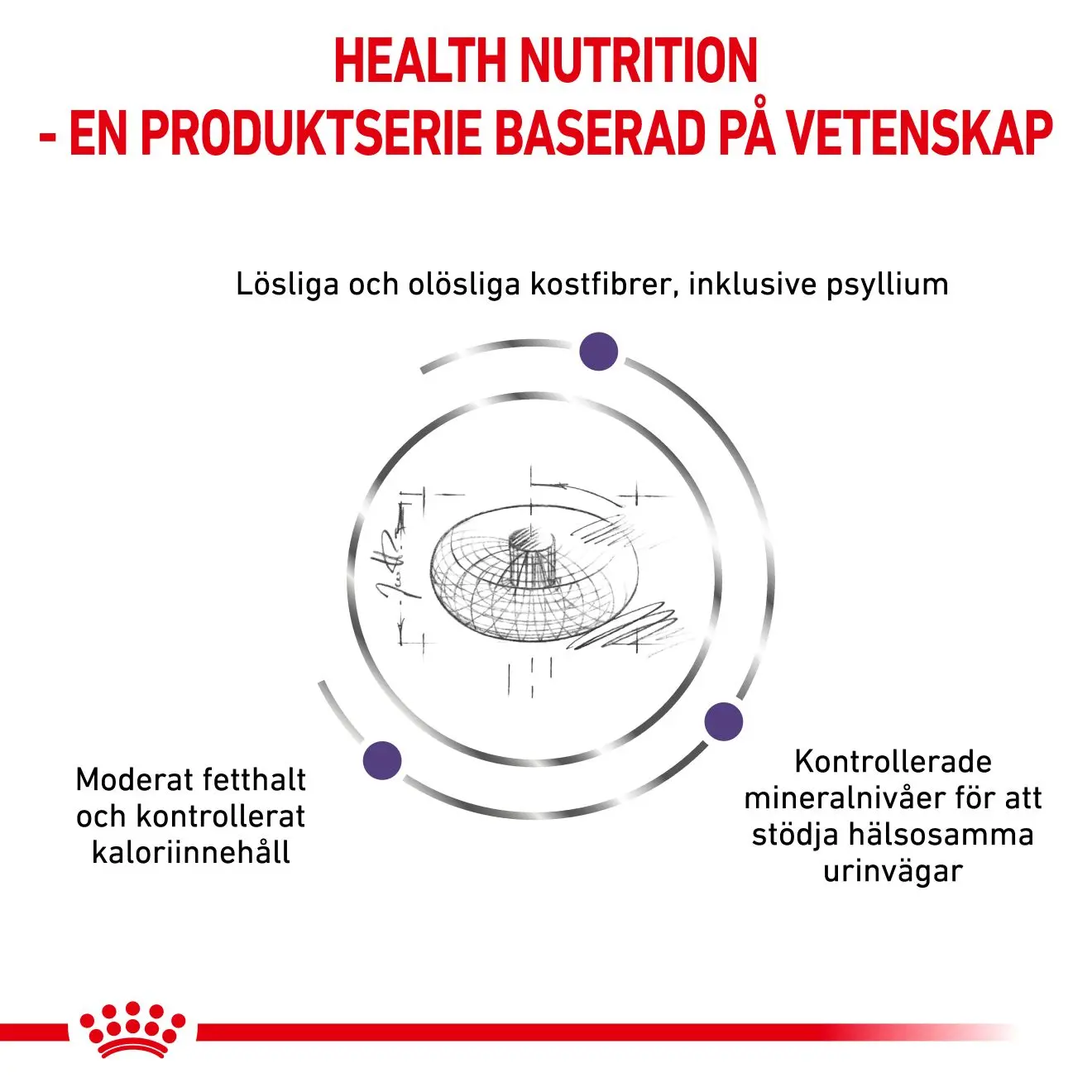 Kastroitu aikuinen pieni koira Kuivaruoka koirille