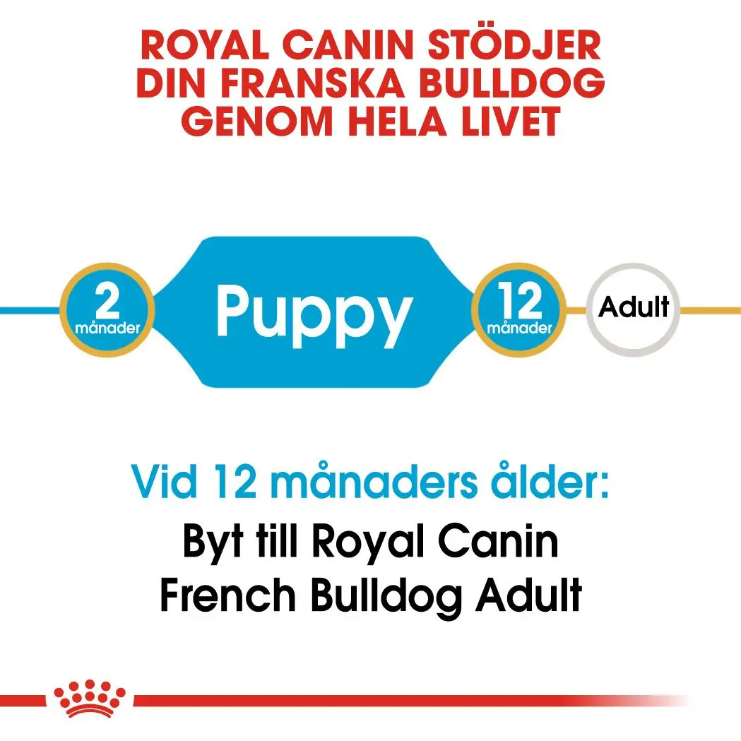 French Bulldog Puppy Kuivaruoka Ranskanbulldogille