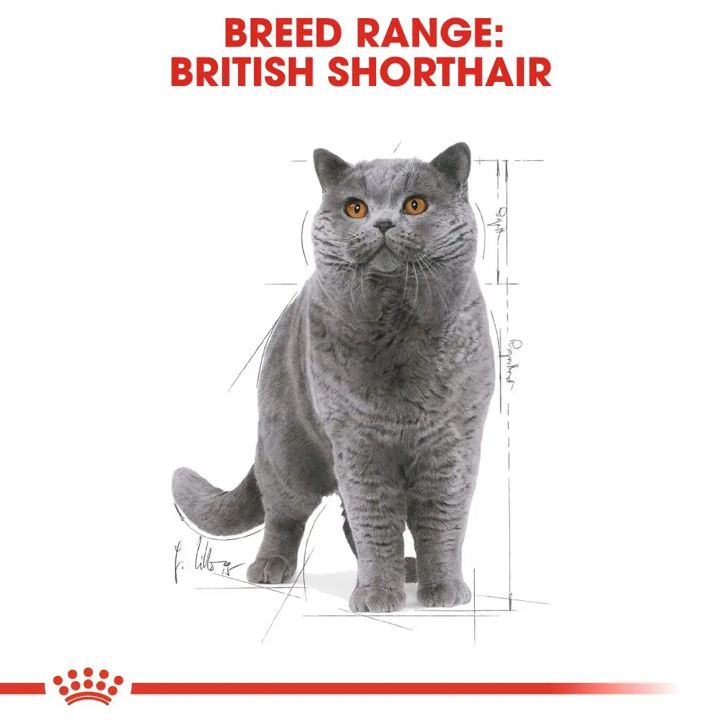 British Shorthair Adult kissan märkäruoka