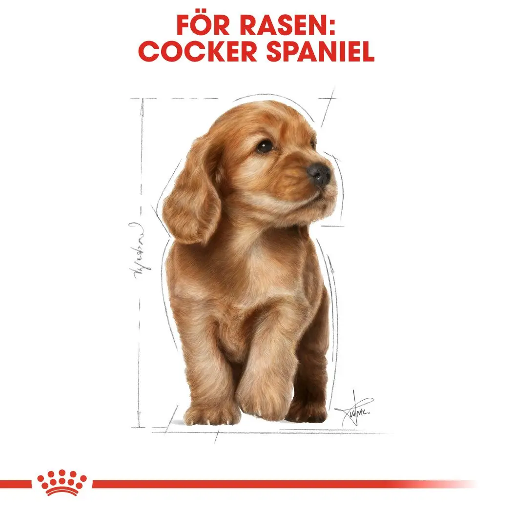 Cocker Spaniel Puppy Kuivaruoka pennuille